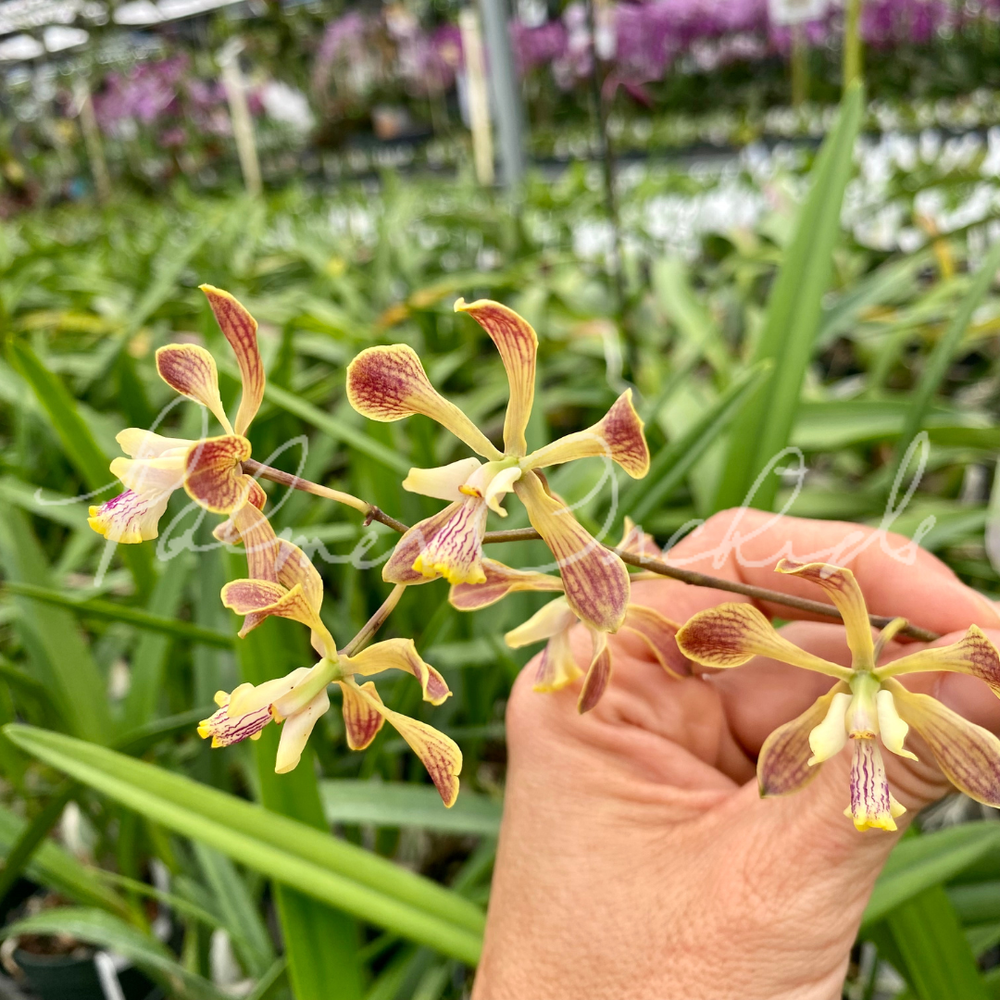 Enc. Sol de Esperanza MF — Palmer Orchids